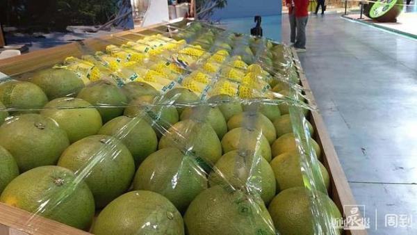 哪里可以买花胶 2025年哪里可以买花胶正品