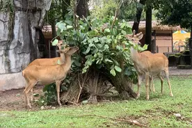 广州动物“土著”有哪些？来这里认识一下吧图片