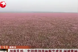 湖南岳阳：东洞庭湖湿地野花盛开  洲滩草地换上彩装视频封面