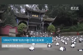 1864只“熊猫”在四川都江堰公益巡展视频封面