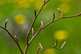 女性春季养生应该注意什么 女人春天这样吃美容养颜图片