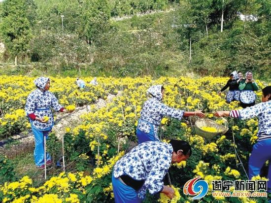 瞿河镇300亩药菊鼓了村民钱袋子