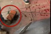 洞庭湖发现一死亡江豚尾鳍被绑砖头，已送尸检视频封面