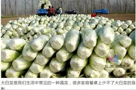 大白菜上的“小黑点”到底是什么？能不能吃？多年的疑问解开了图片