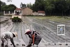 覆膜机插秧试验有成效“两无化”水稻产量增