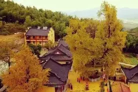 湖州这棵美了1500年的古银杏迎来最美时节图片