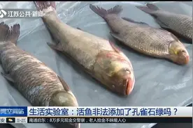 治病药变“毒药”，不法商家添加孔雀石绿，让“毒鱼”流向市场视频封面