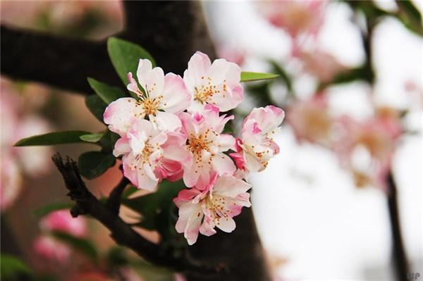 五一节日祝福语简短（五一劳动节的祝福句子）
