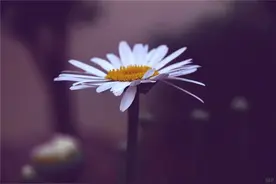 生活好比一只篮球，只要有足够多的坚持，就能把它投进幸福的篮筐图片