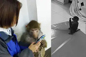 狒狒清空购物车？饲养员：开了免密支付视频封面