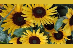 「朗诵」人生的味道图