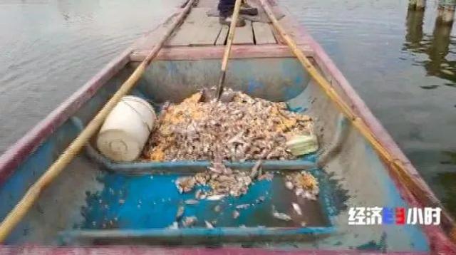 阳澄湖位于我国哪个省（大闸蟹肥了卖了吃了）