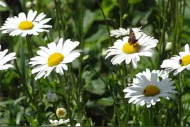 心态成熟的经典说说，总有一句让你有所启发图片