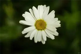 让人受用一生的感悟句子，句句有深意，发朋友圈获赞很多图片
