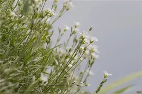 朋友圈发的干净气质短句，句句精致有魅力图片