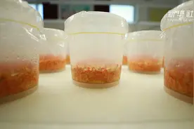 蚕蛹变“虫草”  产业迎新生视频封面