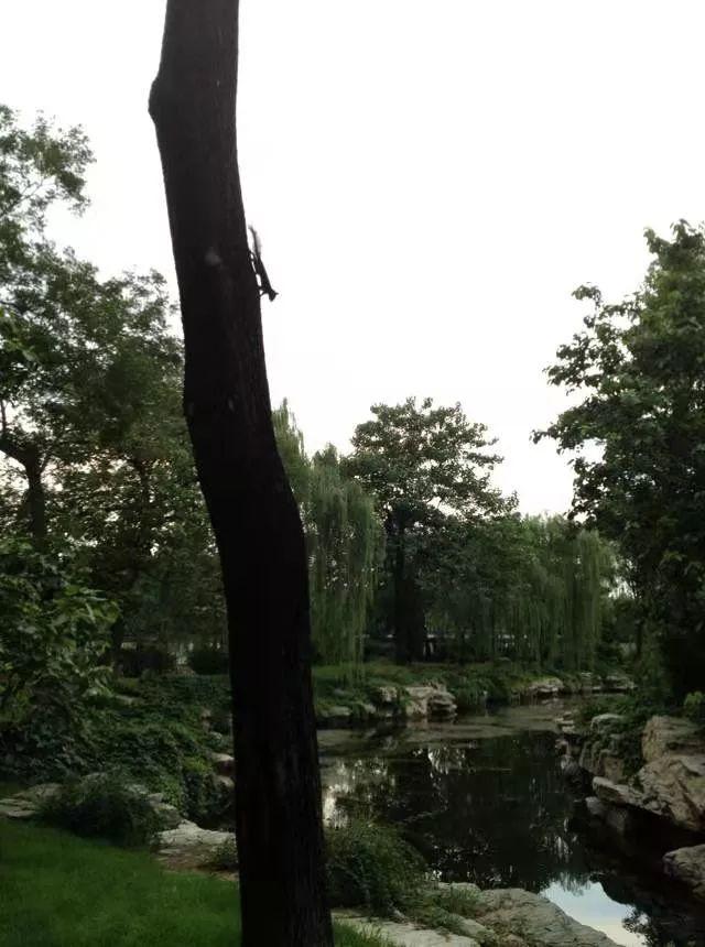 北京公园里小松鼠多了，专家教你如何与它相处