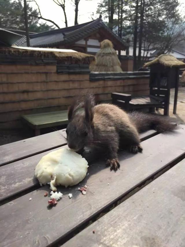 北京公园里小松鼠多了，专家教你如何与它相处