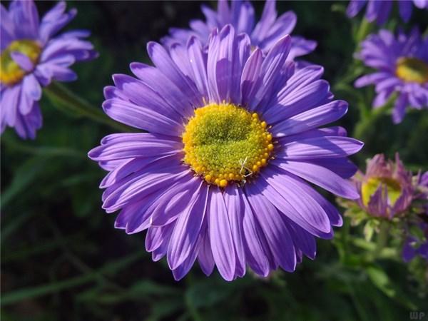 锐芷容