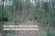 贵州雷公山“抓拍到”30余种国家级保护动物清晰影像视频封面