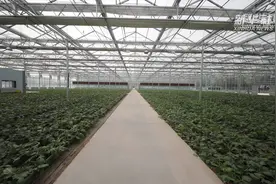 天津萝卜小镇见闻：萝卜“住”进智慧大棚视频封面