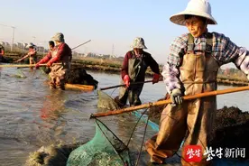 水草籽也能赚钱？原来养殖池塘里，水草是虾蟹的“房子”图片