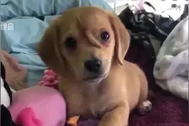 长错了地方？美国一流浪小狗头上长“尾巴”，奇特造型走红网络视频封面