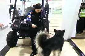 快领回家！阿拉斯加“大闹”客运站，暖心民警把它当“警犬”养视频封面