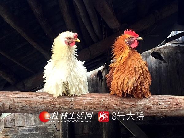 一只鸡的脱贫故事：这个桂林男子这样带来村民脱贫致富