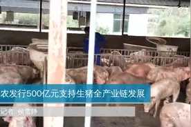 农发行500亿元支持生猪全产业链发展视频封面