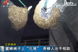 江苏扬州：蜜蜂裤子上“扎堆” 养蜂人出手相助
