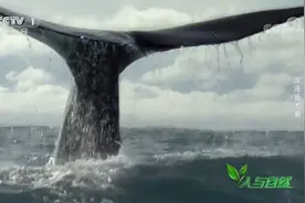 抹香鲸能在水下憋气一个半小时，换气却仅需十分钟视频封面