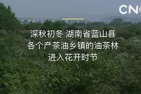 大美神州·湖南蓝山：油茶林进入花开时节视频封面