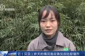 想死你了！旅美大熊猫“贝贝”归国，一个月后将与公众见面视频封面