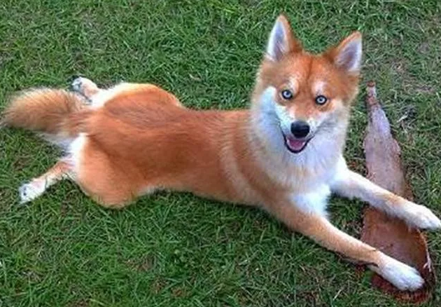 二哈和博美生出了一只"狐狸"?凭惊人颜值,半年吸粉百万