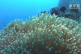 来澎湖，种珊瑚视频封面