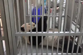 熊猫“团团”健身记视频封面