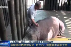 全球仅剩约80头！马来西亚：最后一只苏门答腊犀牛因癌病逝视频封面