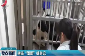 熊猫“团团”健身记视频封面