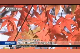 赏景好时节！南京枫叶正红，栖霞山“染色率”达7成以上视频封面