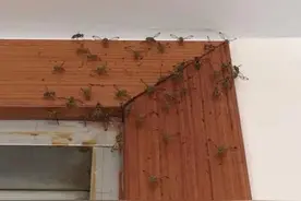 瓜实蝇爆发｜对人体和家具无害 市民勿惊慌图片