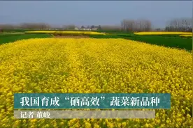 我国育成“硒高效”蔬菜新品种视频封面
