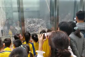 东莞小学生直击生活垃圾焚烧发电全过程，废水处理后可用来养鱼视频封面