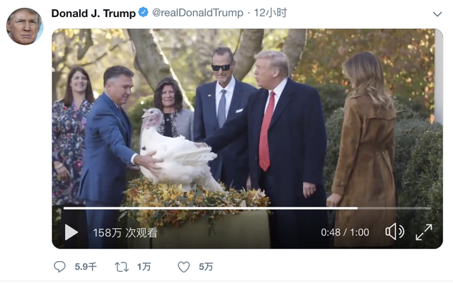 火鸡逃离村庄的攻略（美国东北野火鸡暴增）