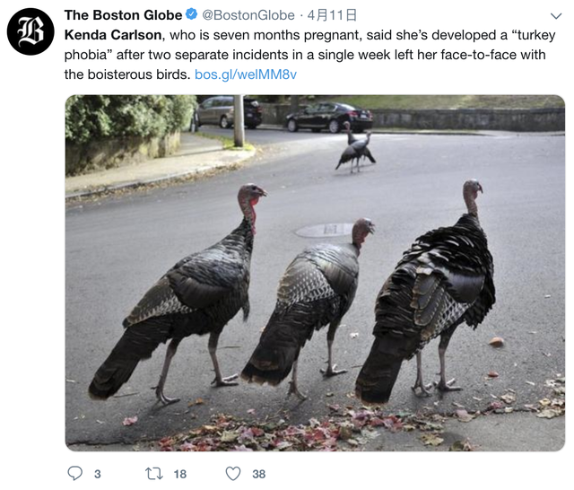 美国东北野火鸡暴增，“火鸡骚扰”令人头疼