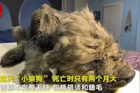 西伯利亚发现冰冻万年的“小狼狗”视频封面