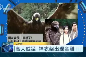 高约1.2米！神农架出现金雕，高大威猛霸气外露，网友：真，神雕视频封面