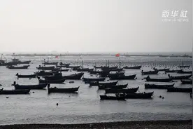 山东长岛：海岛上海带“播种”忙视频封面