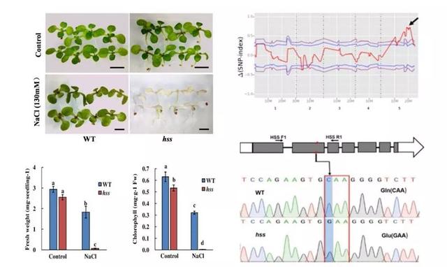 科学家解析NAD调控植物盐胁迫应答的作用机制