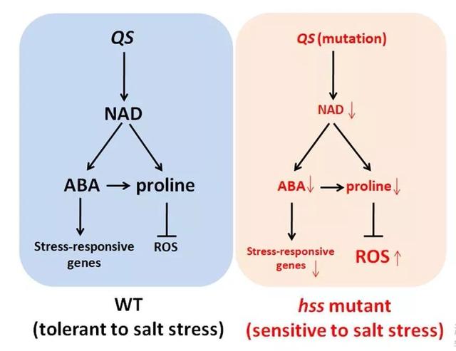 科学家解析NAD调控植物盐胁迫应答的作用机制
